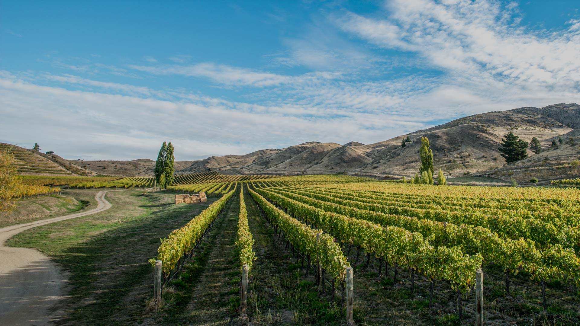 Central Otago Wine